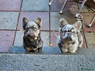French Bulldog dogs 2 STUNNING VISUAL FLUFFY FEMALES FOR SALE - Advert 14