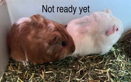 Guinea Pig rodents for sale: Beautiful baby Guinea pigs - Image 6