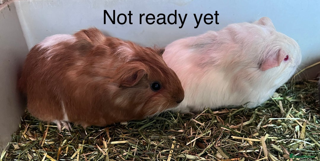 Guinea Pig rodents for sale: Beautiful baby Guinea pigs - Image 6