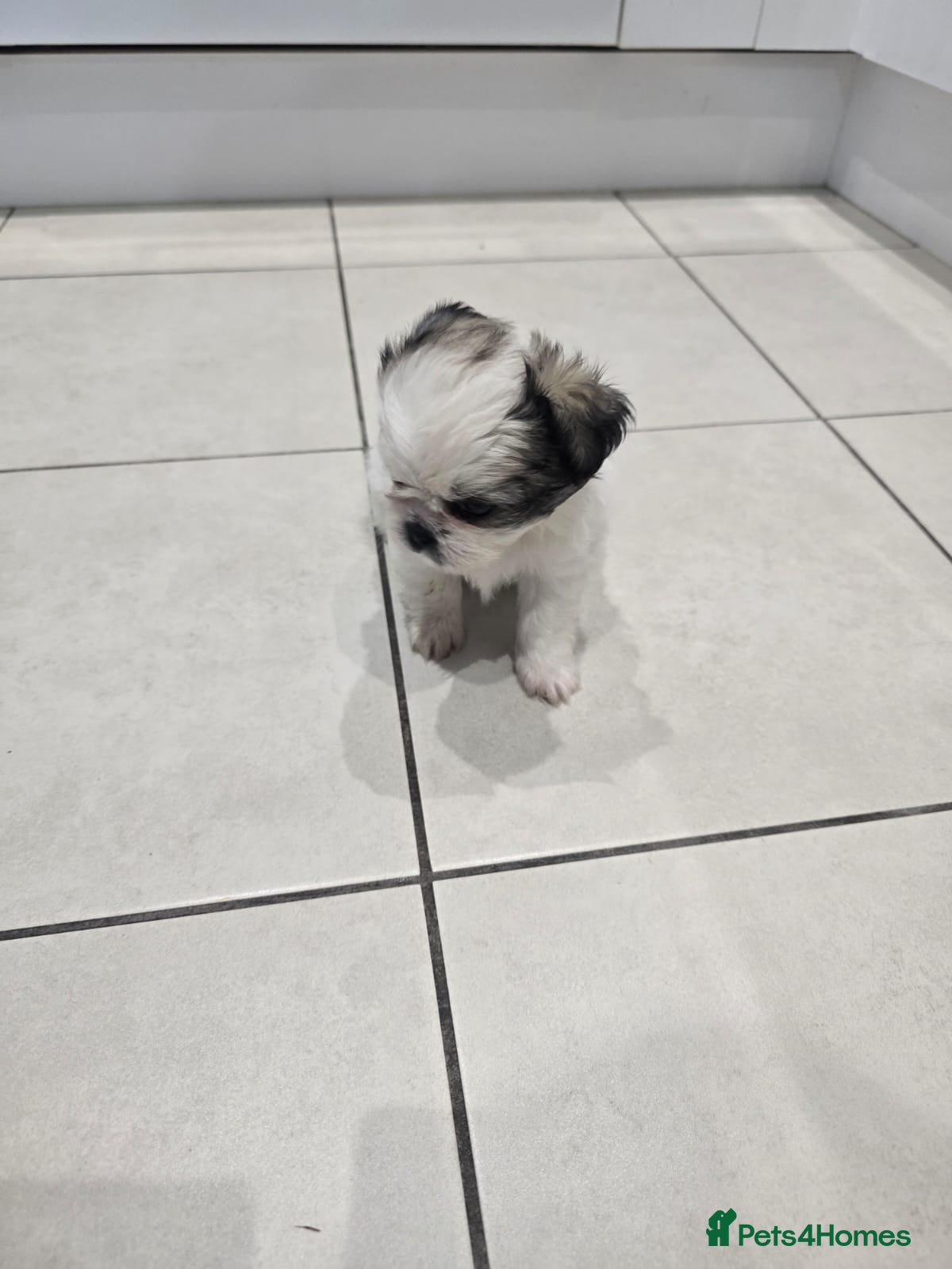 Shih Tzu dogs Adorable Purebred Shih Tzu - Advert 1