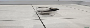 Shih Tzu 6