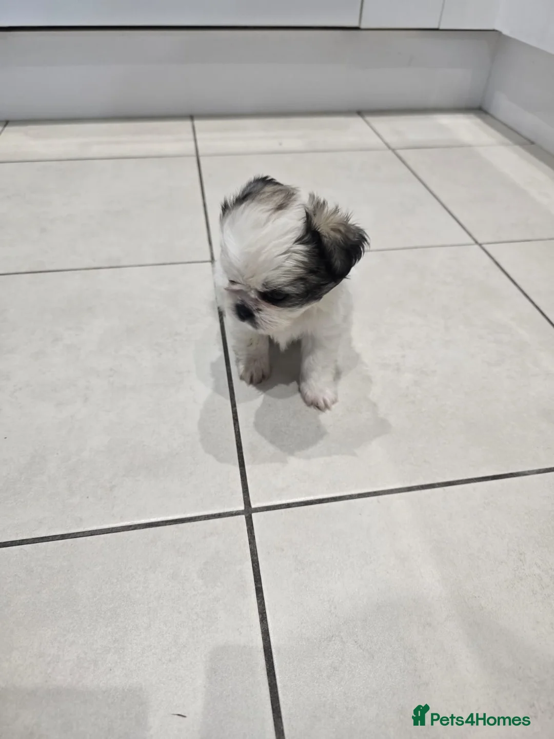 Shih Tzu dogs for sale: Adorable Purebred Shih Tzu - Advert 1