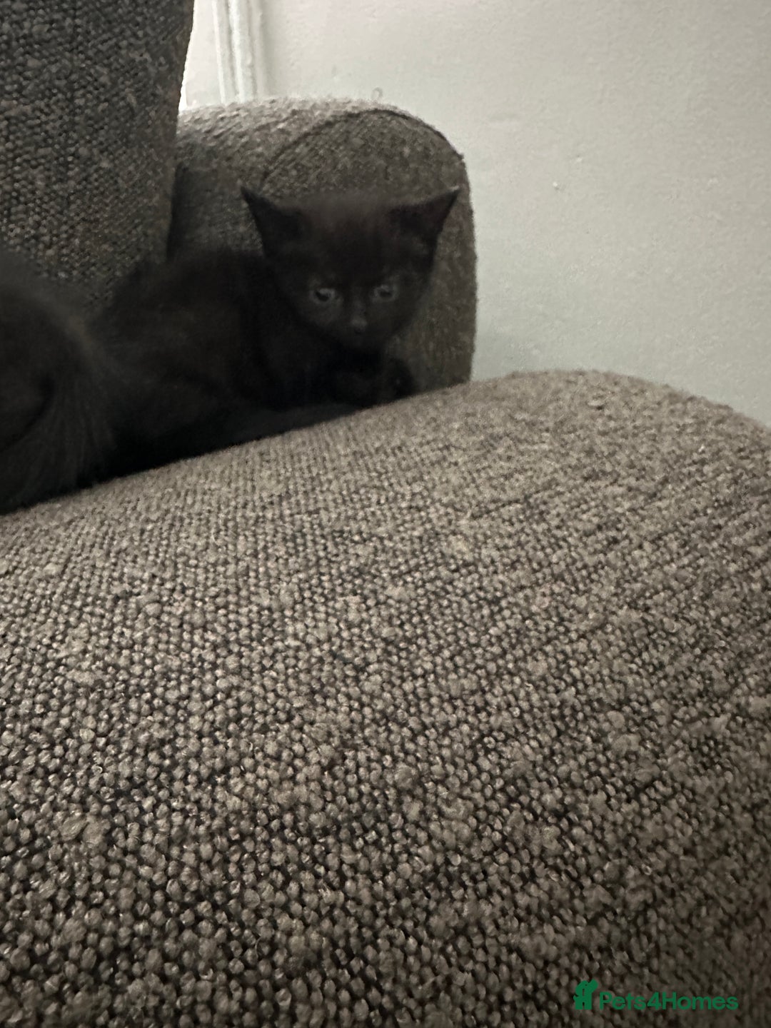 Mixed Breed cats for sale: Kitten’s ready now  - Image 5