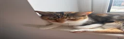 Domestic Shorthair cats for sale: *FREE* 3 domestic shorthaired cats available  - Advert 3