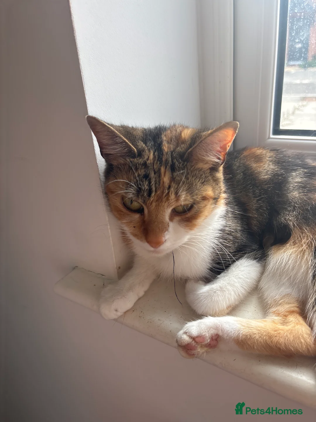 Domestic Shorthair cats for sale: *FREE* 3 domestic shorthaired cats available  - Advert 3