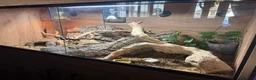 Leopard Gecko reptiles for sale: Leopard Gecko with Enclosure  in Nottingham - Advert 7