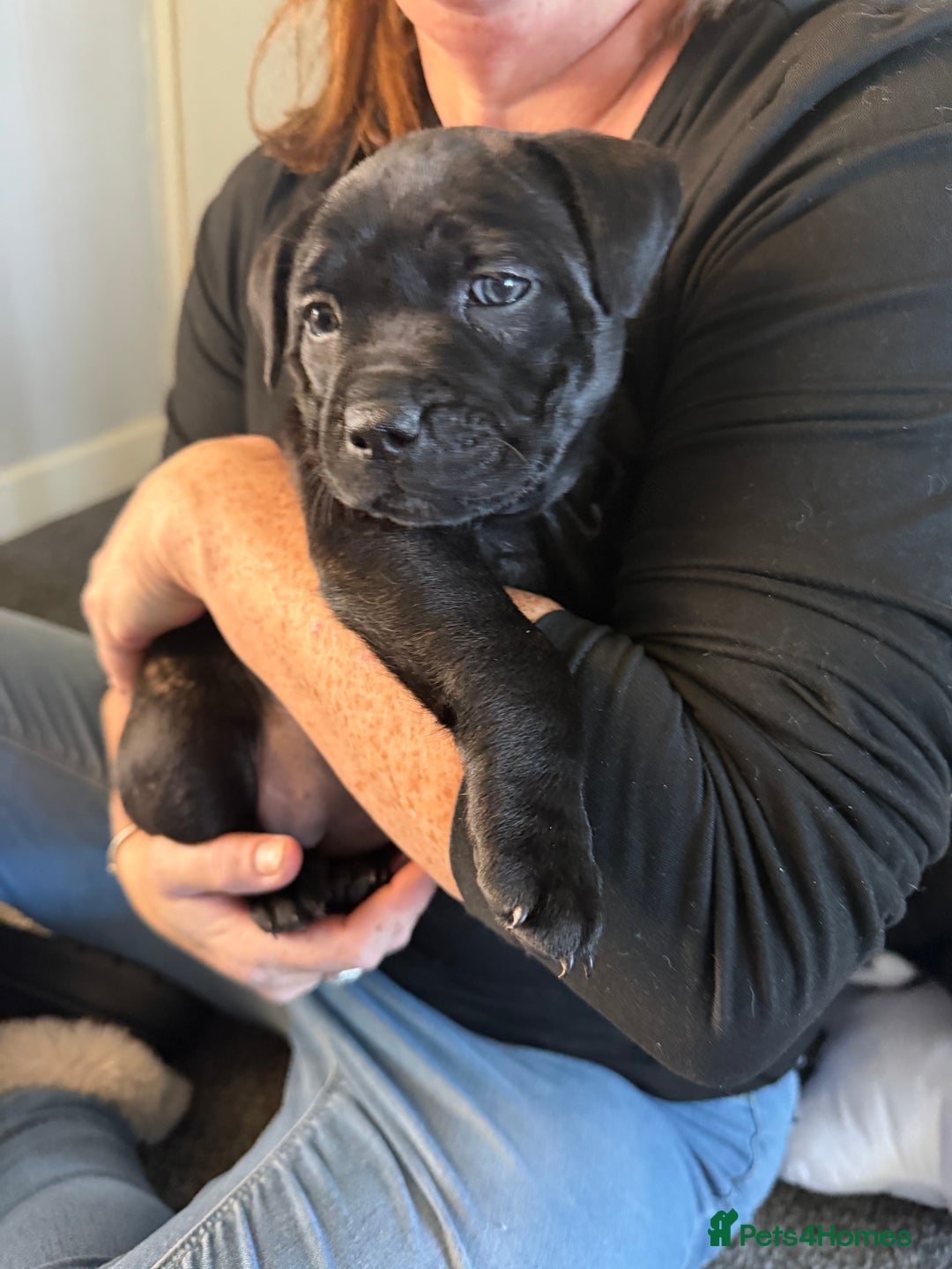 Staffordshire Bull Terrier dogs for sale: Staffordshire bull terrier puppies   - Advert 9