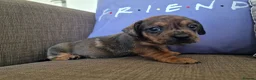 Mixed Breed dogs for sale: Only 1 Girl left! Ready to leave in a week!  - Advert 18