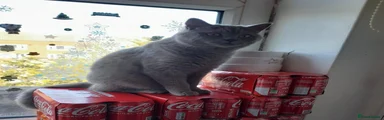 British Shorthair 1
