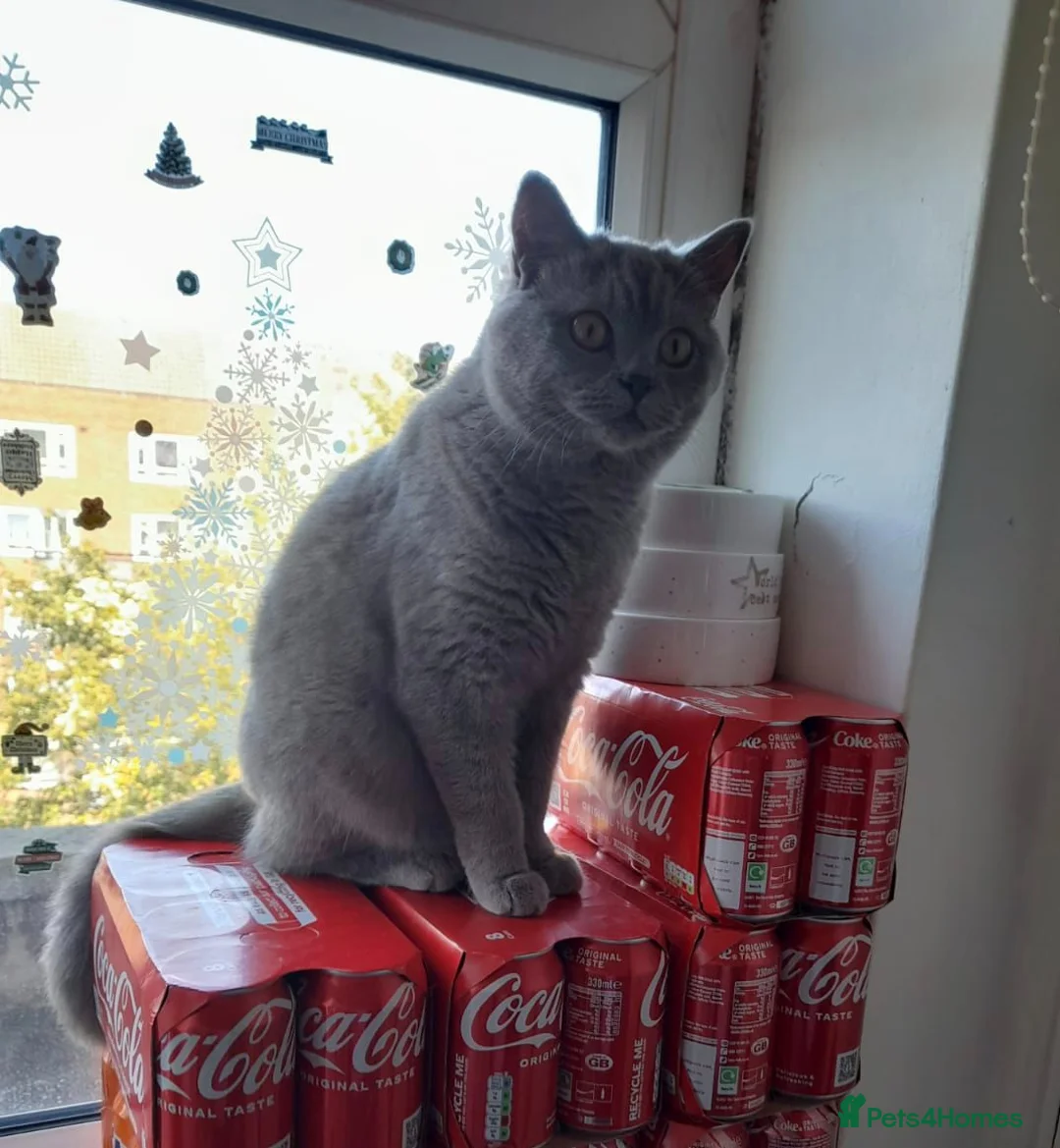 British Shorthair cats for sale: Beautiful Lilac Female British Shorthair 💜🐾 in London - Advert 3