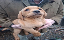 Labrador Retriever dogs for sale: Red labrador puppies - Image 19