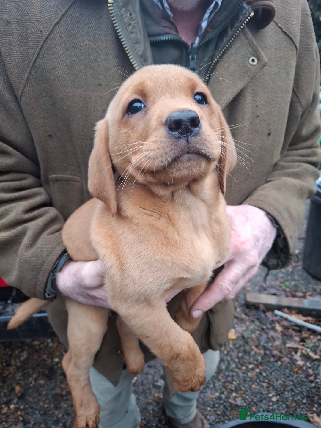 Labrador Retriever dogs for sale: Red labrador puppies - Image 19