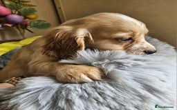 Cocker Spaniel dogs for sale: Well bred, rare coloured, working cocker spaniels - Image 10
