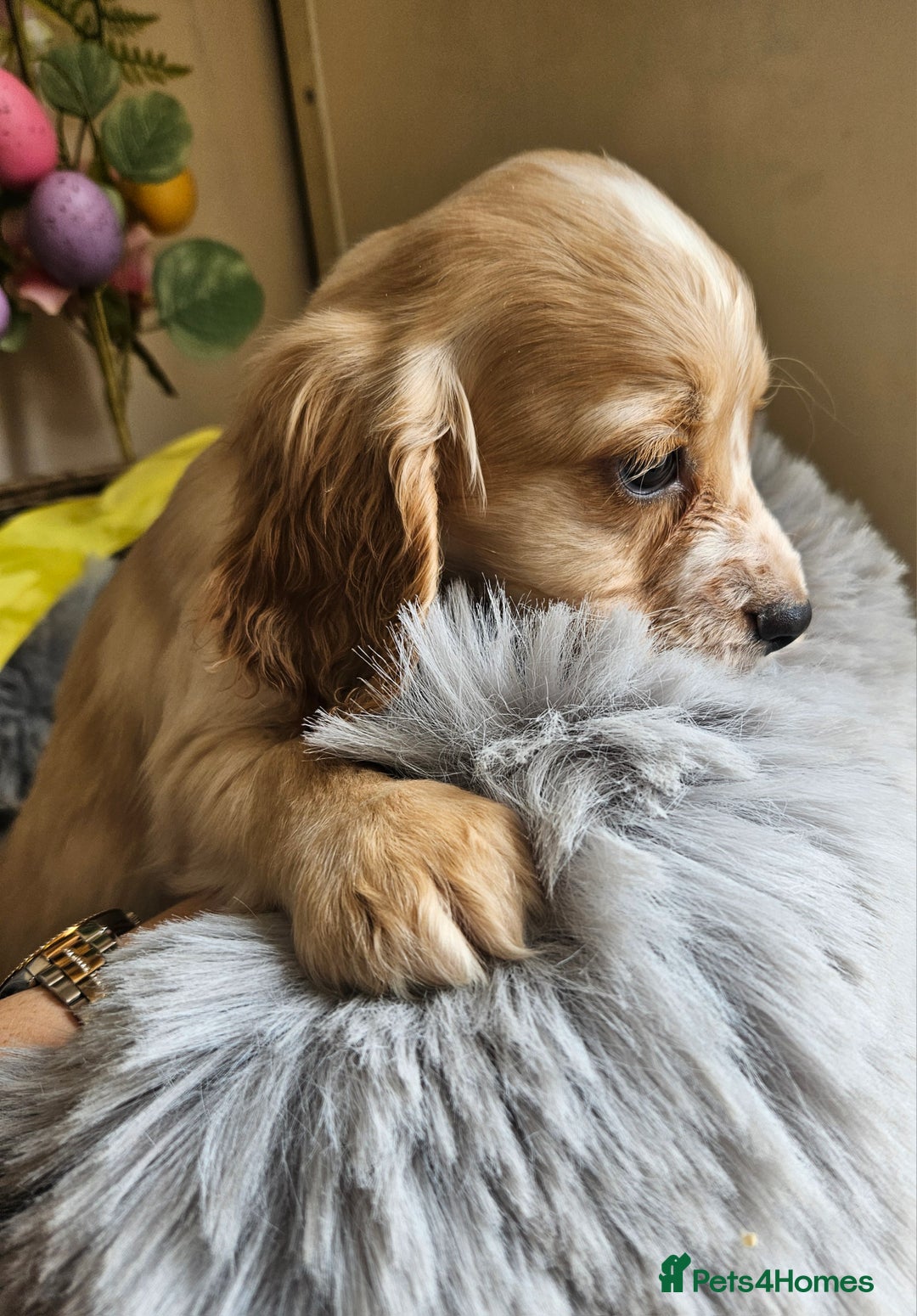 Cocker Spaniel dogs for sale: Well bred, rare coloured, working cocker spaniels - Image 10