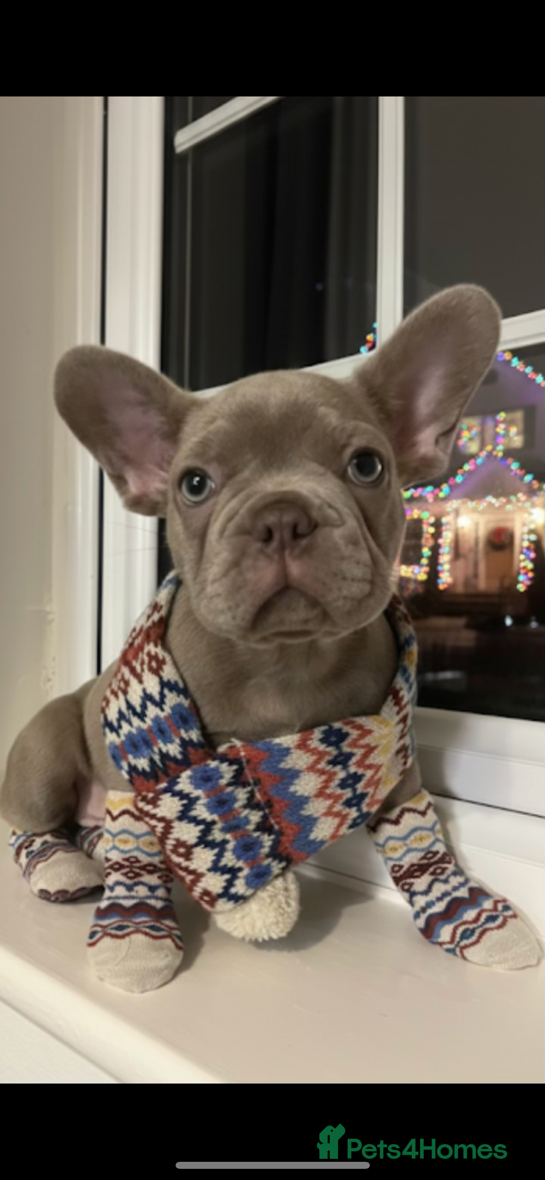 French Bulldog dogs for sale: Last frenchie left out of 6!!! - Advert 9