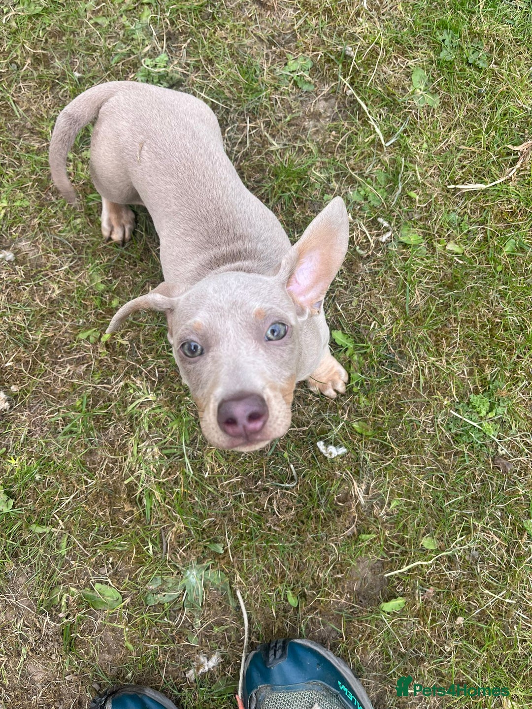 Dachshund dogs for sale: Winston - Image 3
