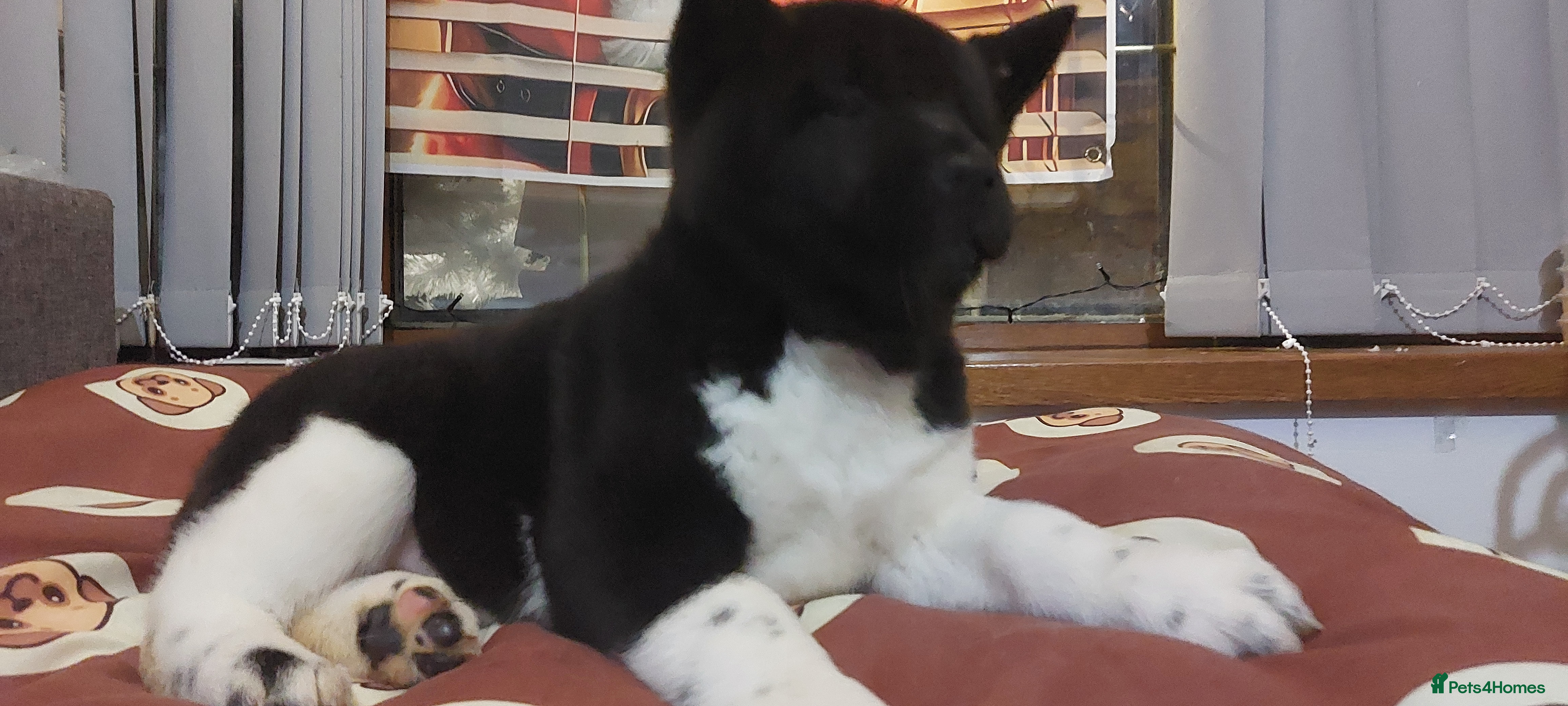 Akita dogs STUNNING Kc registered beautiful akita pups  - Advert 3