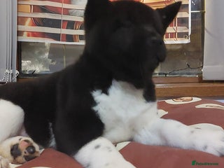 Akita dogs STUNNING Kc registered beautiful akita pups - Advert 3