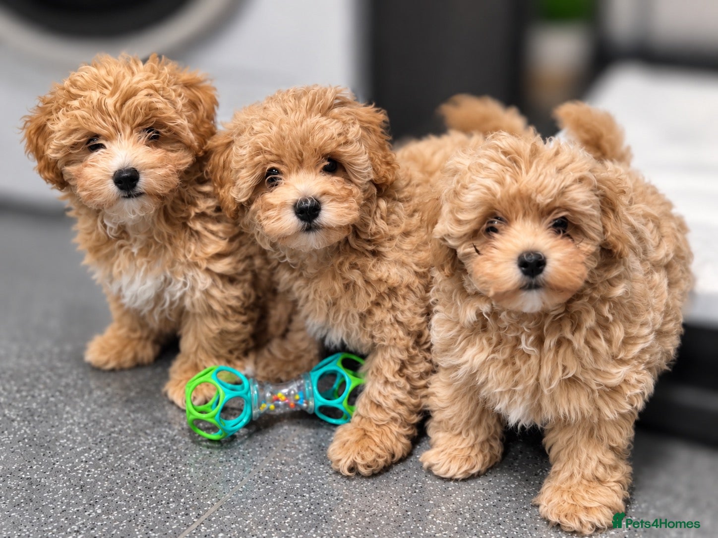 Maltipoo dogs for sale: Maltipoo  - Advert 3