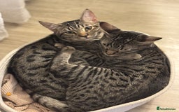 Bengal cats for sale: FREE X2 Bengal Female Sister Cats - 1 years old. - Image 3