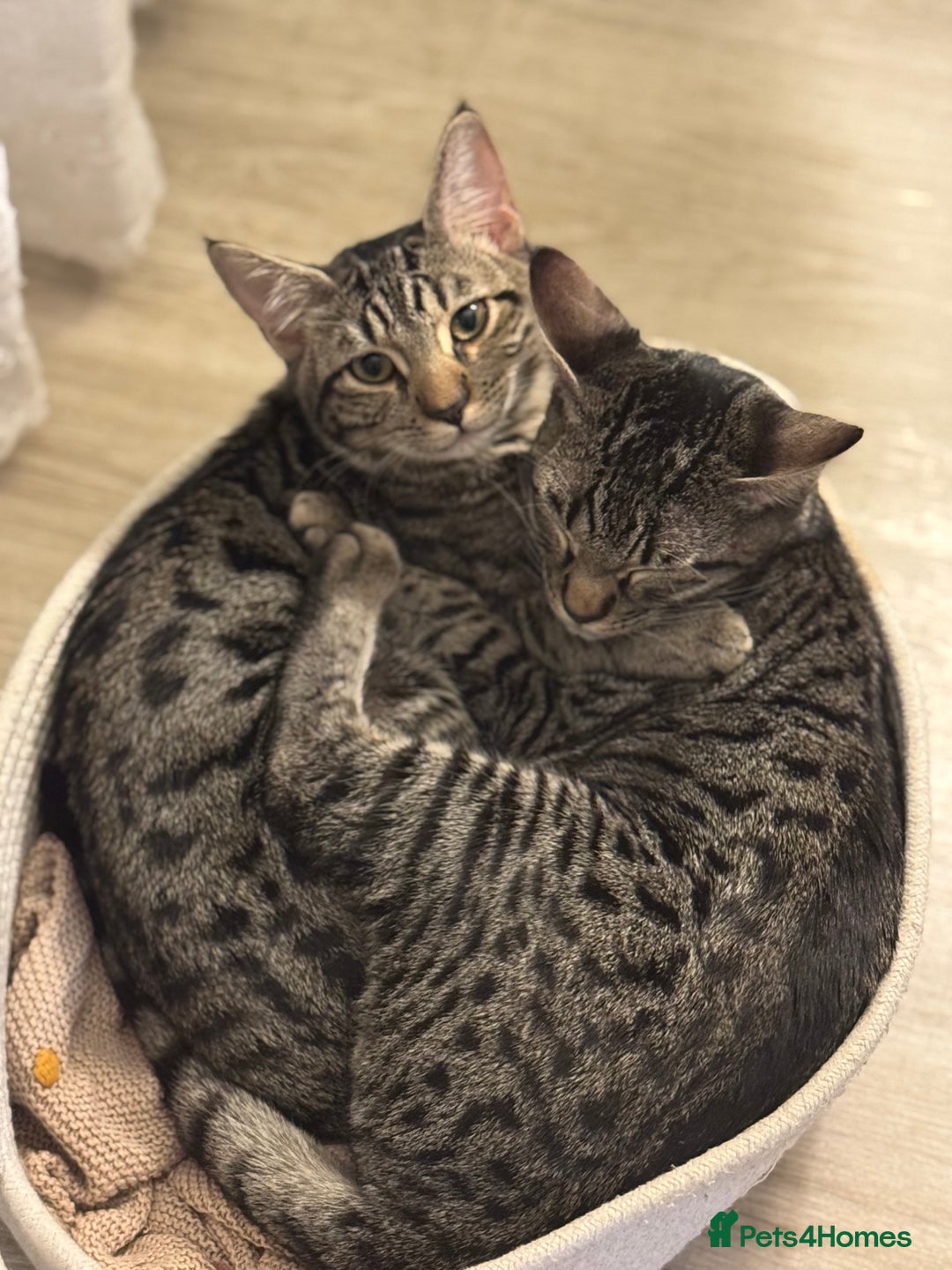 Bengal cats for sale: FREE X2 Bengal Female Sister Cats - 1 years old. - Image 3