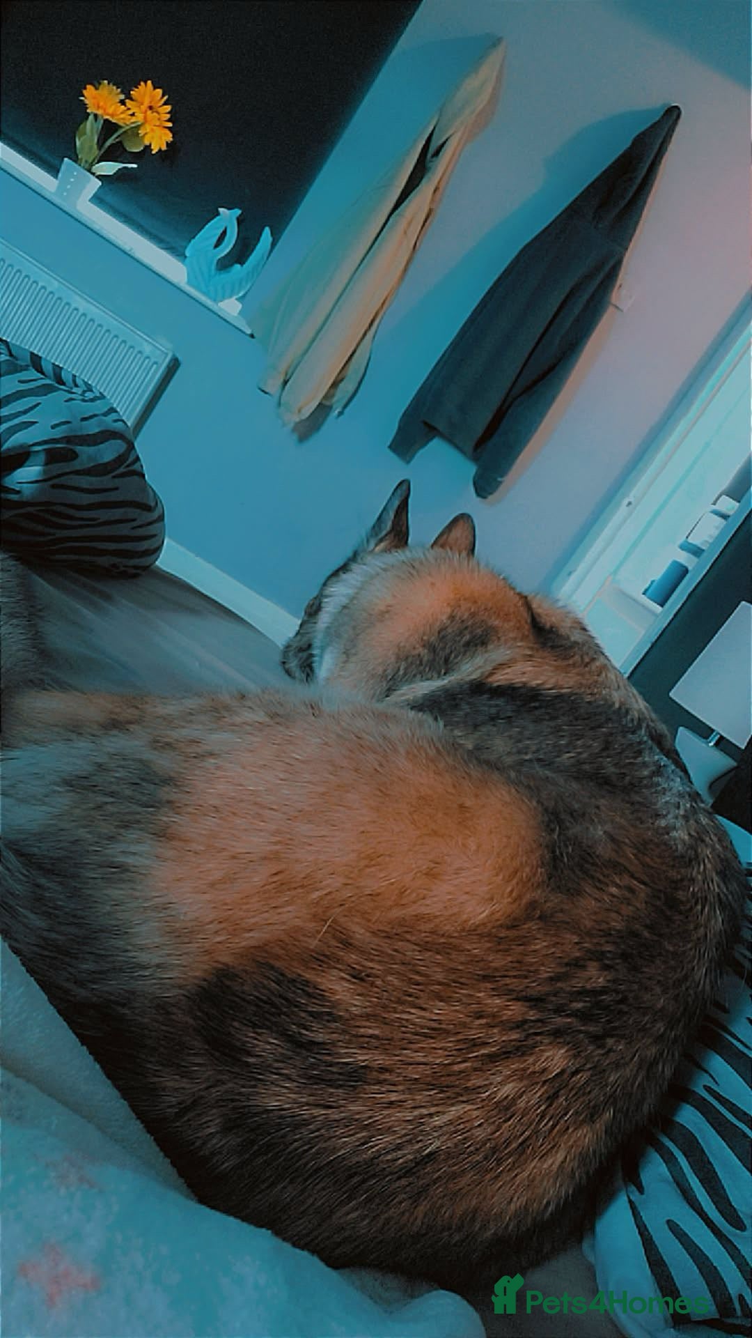 German Shepherd dogs for sale: River female German shepherd  - Advert 4