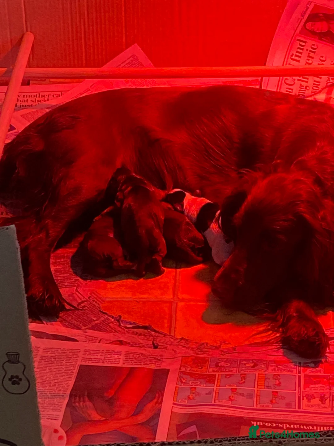 Sprocker dogs for sale: Beautiful Working Cocker Pups  - Advert 2