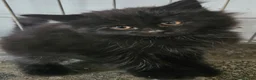 Maine Coon cats for sale: Beautiful black fluffy kittens - Advert 7