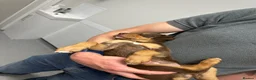 Australian Kelpie dogs for sale: Kelpie Pups for Sale - Advert 4