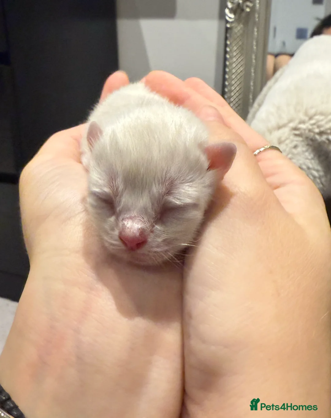Ragdoll cats for sale: Ragdoll Kittens Looking for Their Forever Homes in Maidenhead - Advert 2