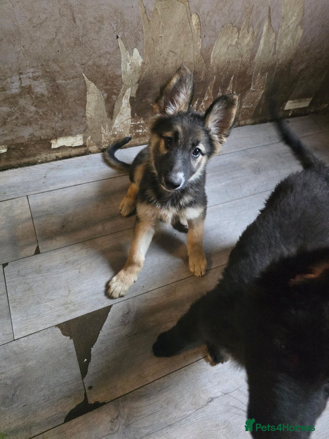 Mixed Breed dogs for sale: German Shepherd x Husky/Collie - Image 12