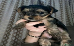 Yorkshire Terrier dogs for sale: Yorkshire terrier puppies for sale - Advert 3