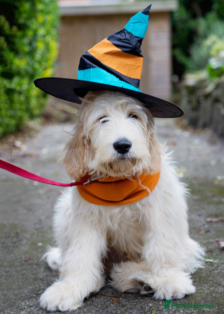 Labradoodle dogs for sale: LAST 3 LARGE PREMIUM MULTIGEN DOUBLE DOODLES 🐾🐾 - Advert 23