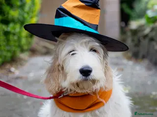 Labradoodle dogs QUALITY STANDARD MULITIGENERATIONAL DOUBLE DOODLES - Advert 12