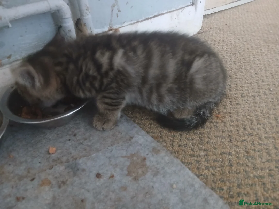 Mixed Breed cats for sale: Grey tabby kitten in Great Yarmouth - Advert 2