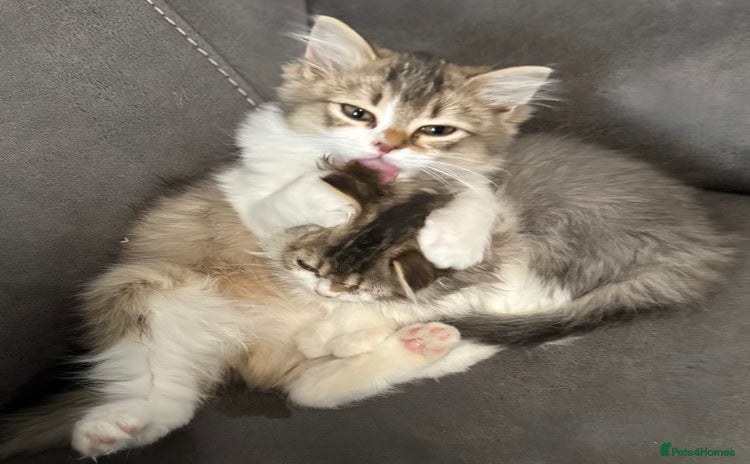 Siberian cats - Advert 1