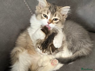 Siberian cats - Advert 7