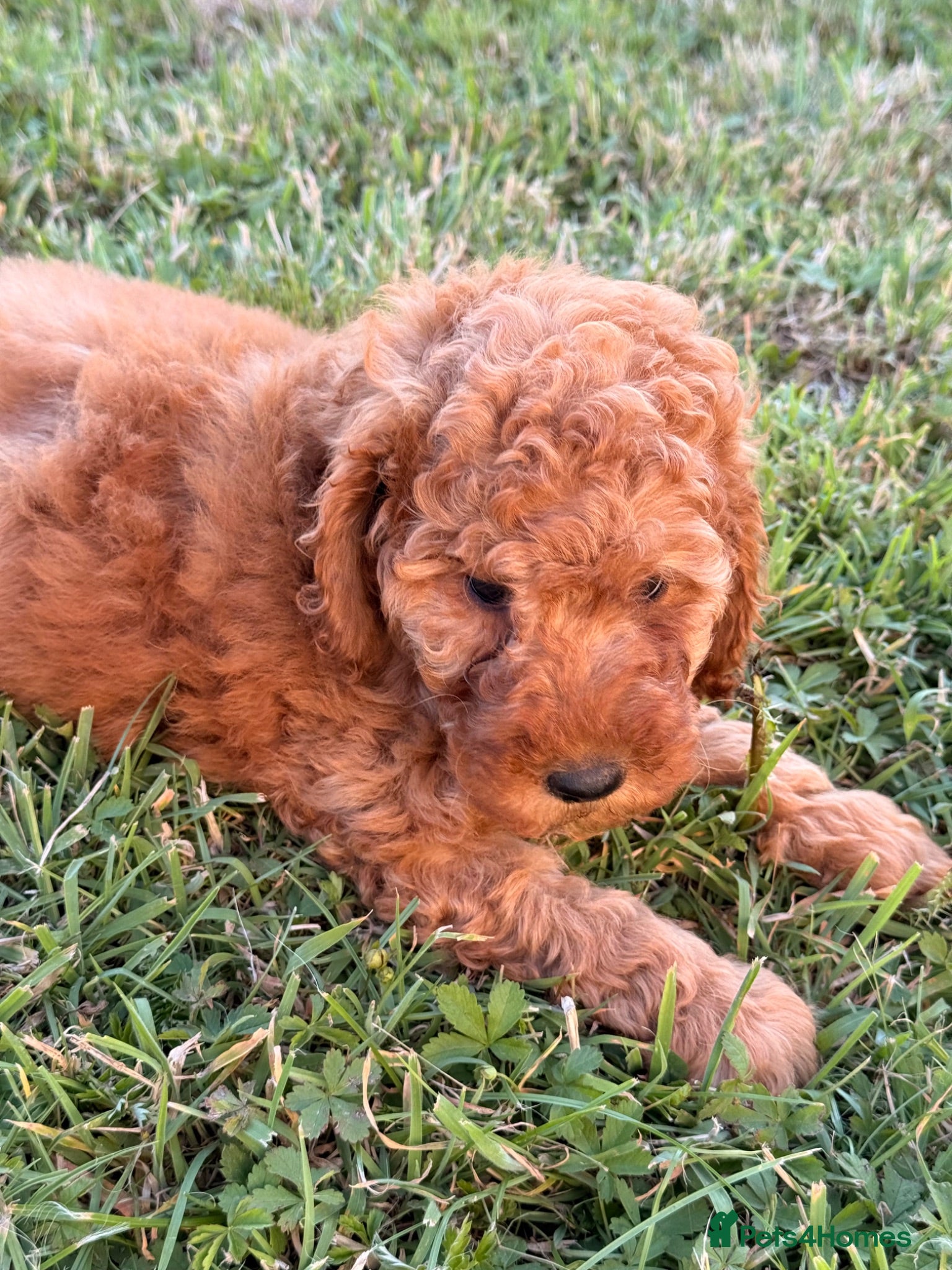 Labradoodle dogs F1BB MINIATURE Labradoodles 3 BOYS LEFT - Advert 5