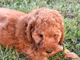 Labradoodle dogs F1BB MINIATURE Labradoodles 3 BOYS LEFT - Advert 4
