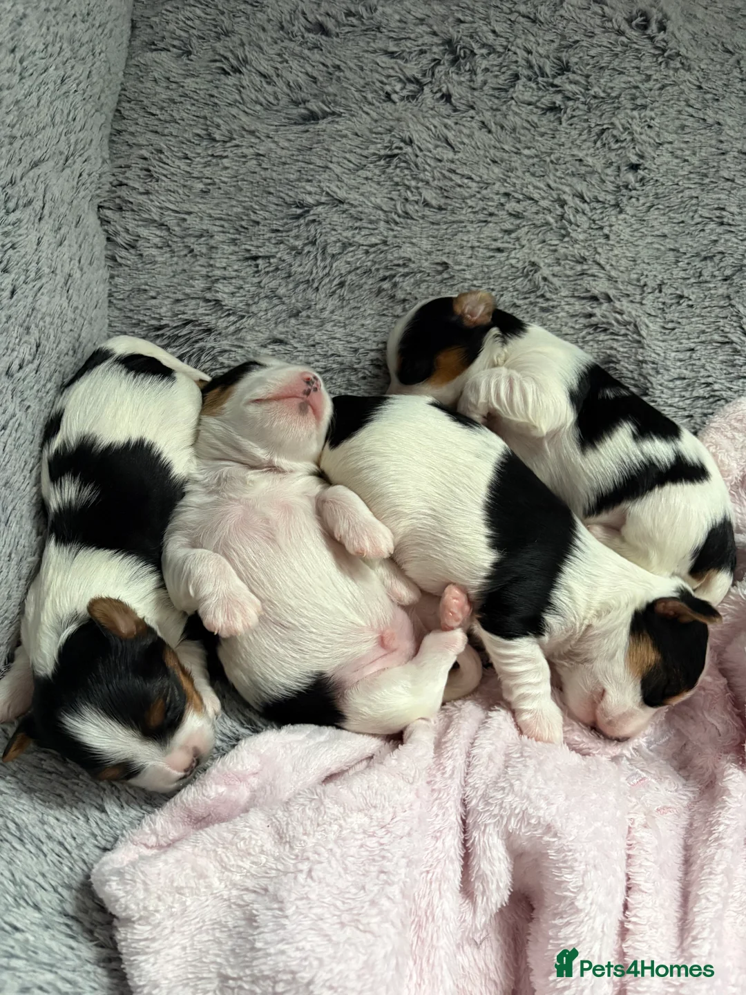 Yorkshire Terrier dogs for sale: Pure Biewer York Terriers for sale - Advert 9