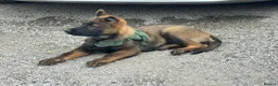 German Shepherd dogs for sale: KC Registered German Shepherd PuppiesChampion Line - Advert 3