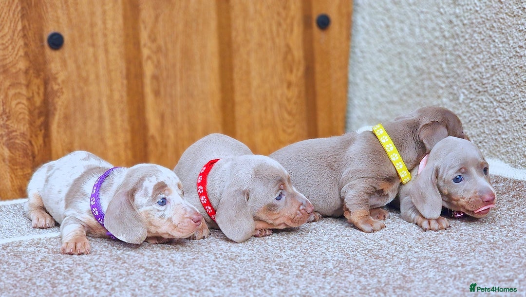 Miniature Dachshund dogs for sale: Stunning mini Dax Boy Available 😍 - Advert 4