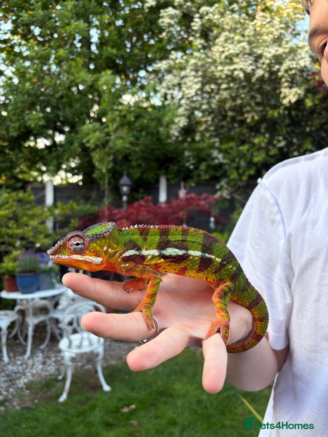 Chameleon reptiles for sale: 2 year old male panther chameleon  - Advert 5