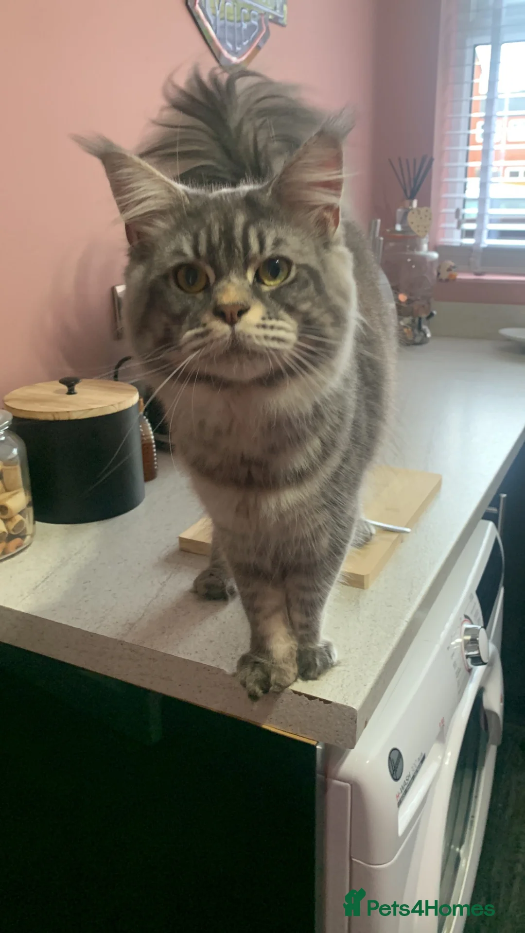 Maine Coon cats for sale: ACTIVE Blue Silver Tabby Stud Boy - Advert 1