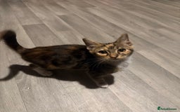 Mixed Breed cats for sale: 5 baby’s ready for there forever homes  - Image 24
