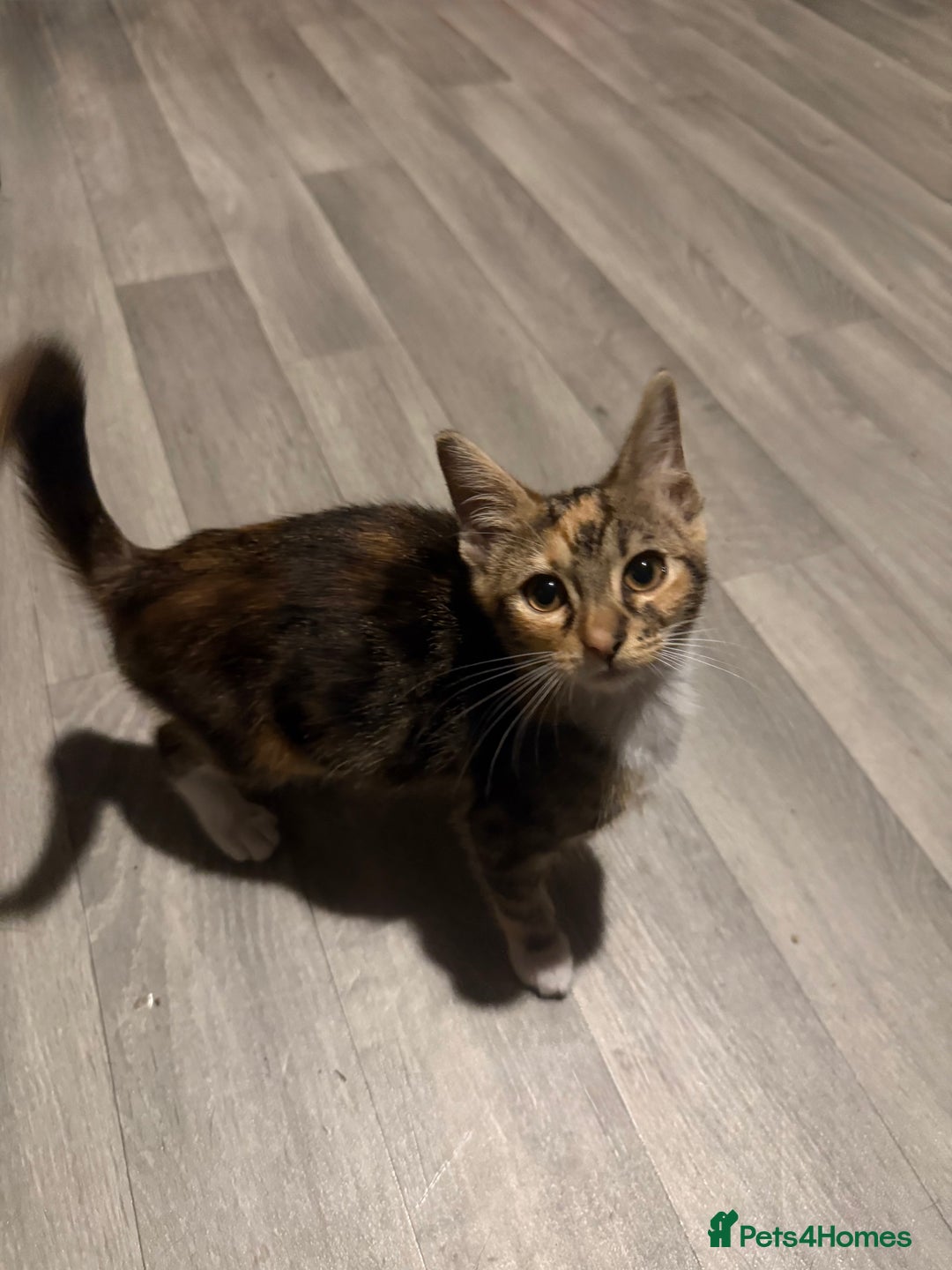 Mixed Breed cats for sale: 5 baby’s ready for there forever homes  - Image 24