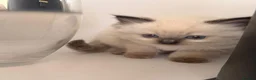 Ragdoll cats for sale: 2 adorable female sealpoint kittens - Advert 9