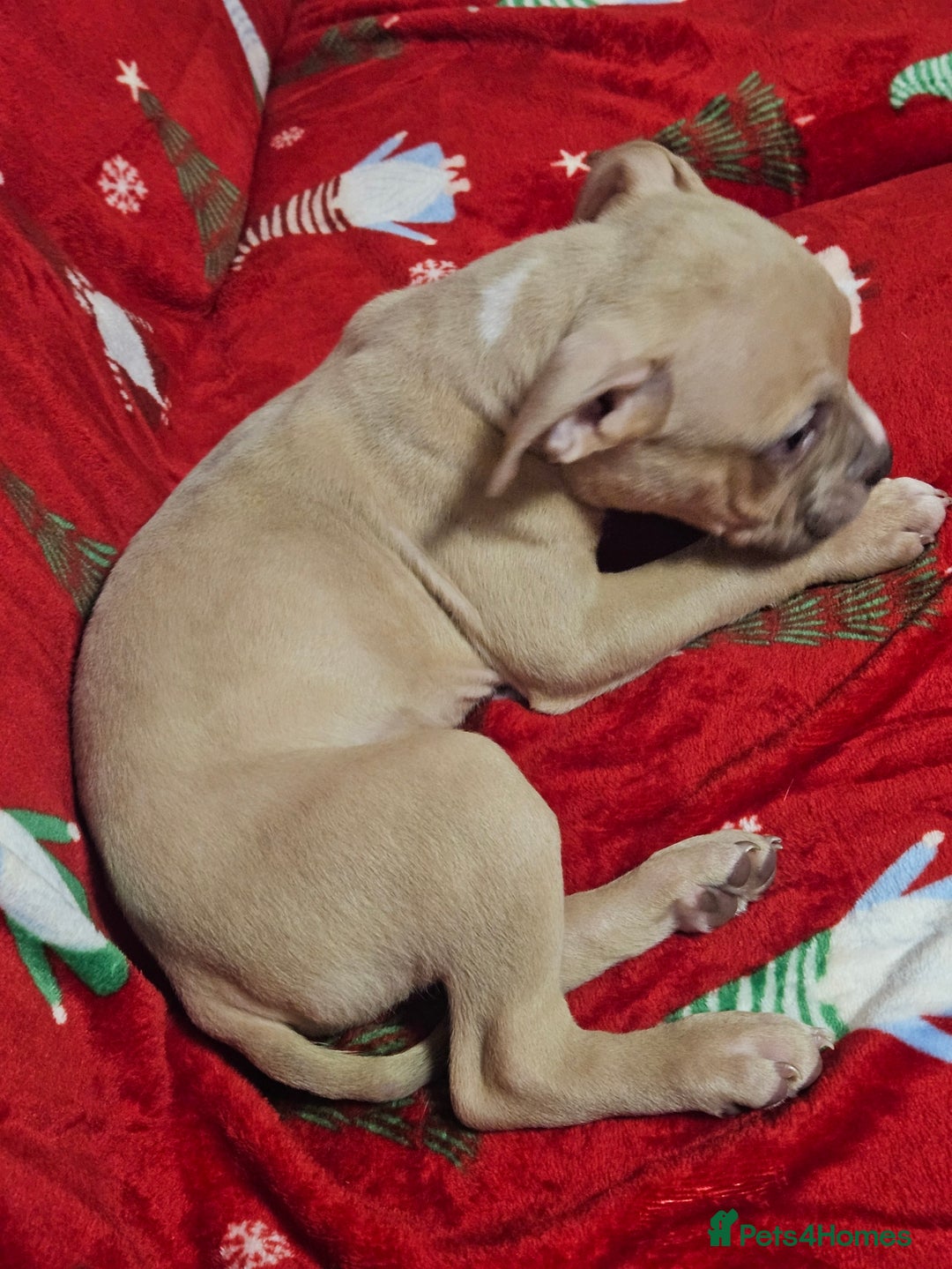 American Bully dogs for sale:  litter of AmericanBully(ABKC)  Standart/Pocket - Advert 11