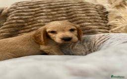 Cocker Spaniel dogs for sale: Show type cocker spaniels  - Image 8