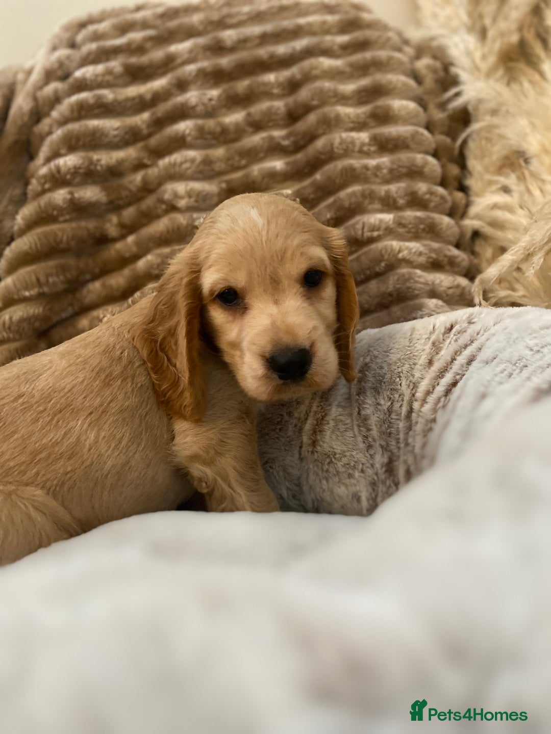 Cocker Spaniel dogs for sale: Show type cocker spaniels  - Image 8